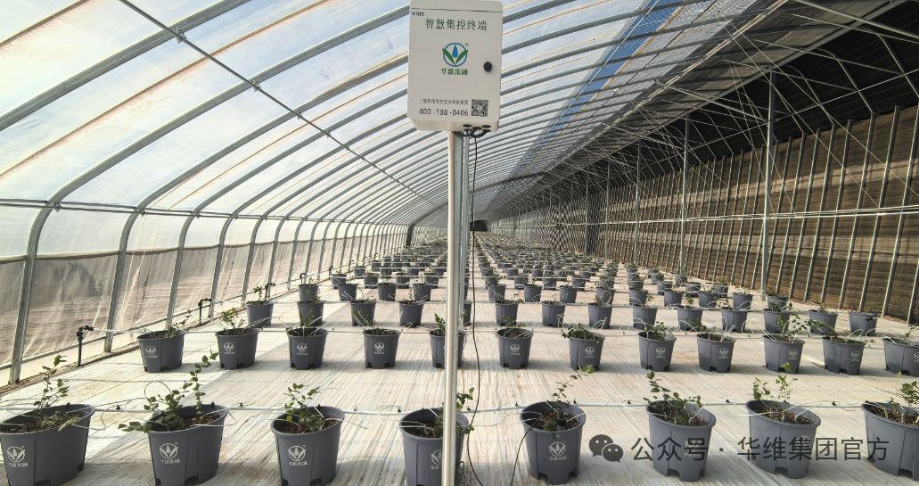 blueberry.png blueberry.png