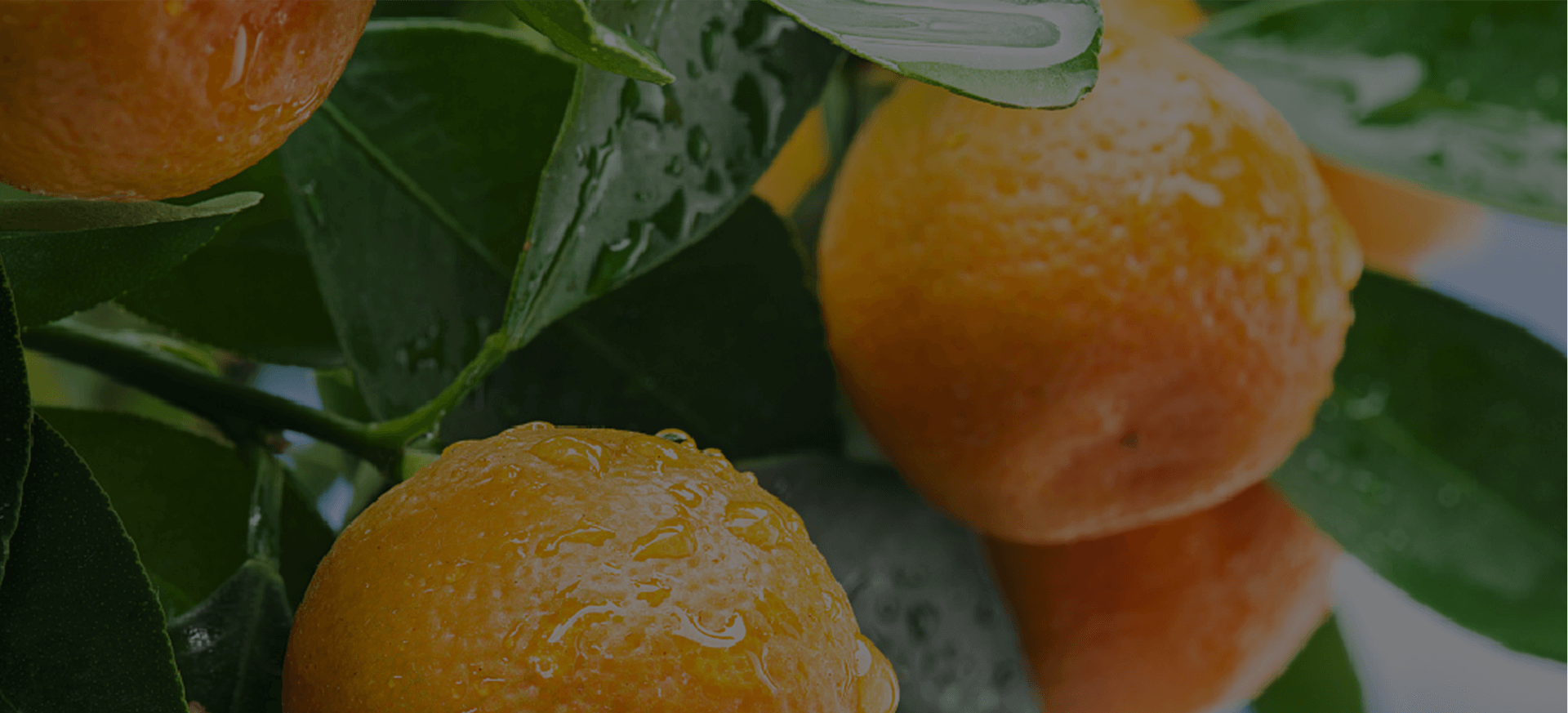 orangeBg.png